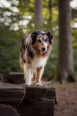 Australian Sheperd im Wald
