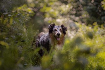 Australian Sheperd im Wald