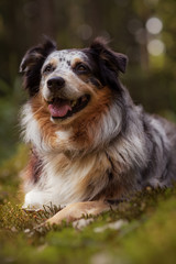 Australian Sheperd im Wald
