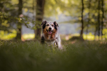 Australian Sheperd im Wald
