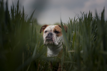 Englische Bulldogge im Feld