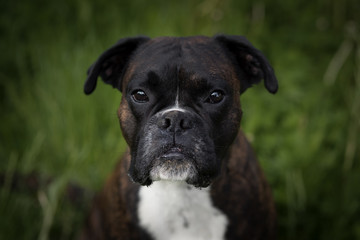 Boxer im Feld