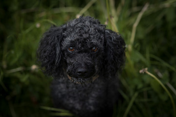Zwerg Pudel im Feld