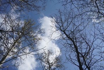 Under View Of Tree Branches Against Blue Cloudy Sky
