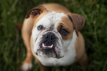 Englische Bulldogge im Feld
