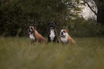 Englische Bulldogge im Feld