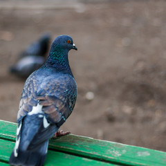 Pigeon on the bench