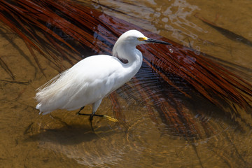 A Great Egret looks for food in a lake.