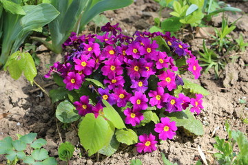  Spring colorful flowers on a flower bed