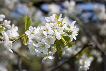 Kirschblüte vor Kirschblüten im Frühling