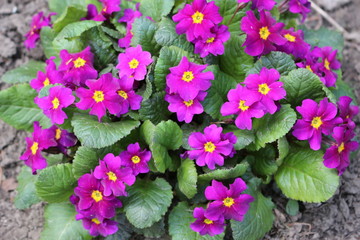  Spring colorful flowers on a flower bed
