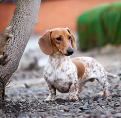 Dachshund Dog Piebald color spring garden 