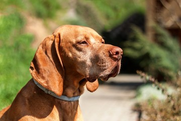 Collar against ticks. Defense against parasites. Hungarian pointer Vizsla.