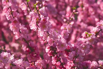 Sakura, cherry blossom, cherry tree with flowers. Oriental cherry blooming