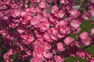 Sakura, cherry blossom, cherry tree with flowers. Oriental cherry blooming
