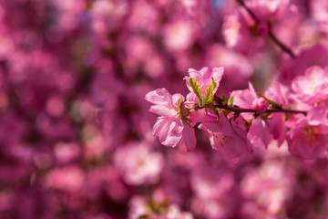 Sakura, cherry blossom, cherry tree with flowers. Oriental cherry blooming