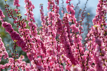 Sakura, cherry blossom, cherry tree with flowers. Oriental cherry blooming