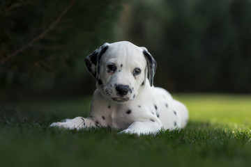 Dalmatiner Welpe im Garten © tierfoto-guenzburg