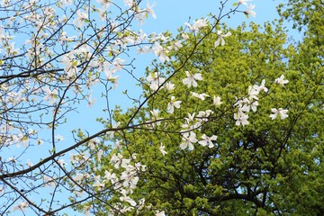 Blooming magnolia. Spring.