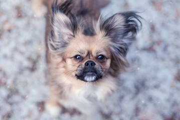 Kleiner Hund im Winter Wald