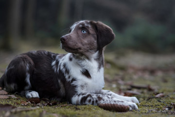 Aussidor Labrador Australian Sheper Mischling Welpe im Winter