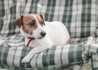 Close-up portrait of cute dog Jack russell lying on gray green checkered pads or cushion on Garden bench or sofa outside at sunny day. The resting doggy is looking away