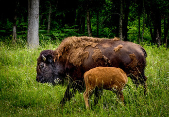 American bison cow nursing a calf, standing in tall grass, with green woods behind.
