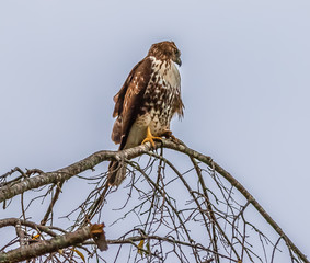 Adult red-tail hawk observing the world below from the limb of a dead sycamore against a bright sky.