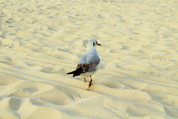 Seagull walking along the sand on the beach by the sea. Close-up.