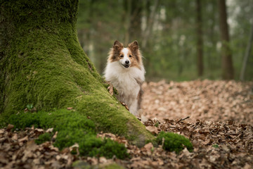 Sheltie im Wald