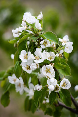 Country estate with spring pear blossoms in bloom