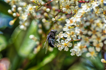 Horsefly climbs on spring flower 