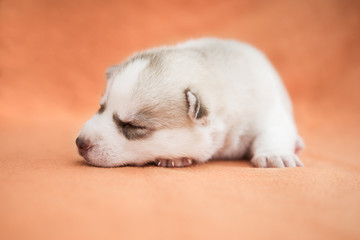 Husky Welpe vor orangenem Hintergrund