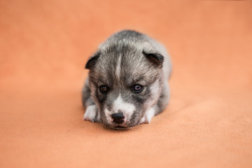 Husky Welpe vor orangenem Hintergrund