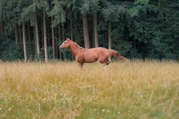 Pferd im Galopp auf einer Wiese