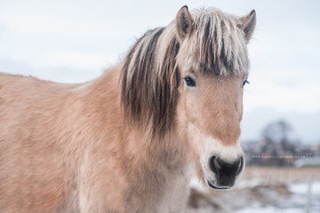 Fototapeta premium Portrait von Pferd im Winter auf einer Koppel