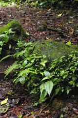 A moss-covered rock is laden with epiphytes in a rain forest.