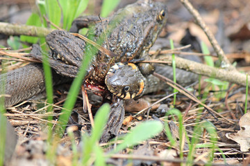 hungry grass-snake caught a frog