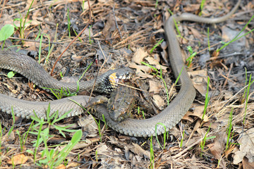 hungry grass-snake caught a frog