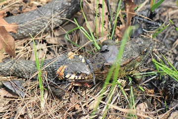 hungry grass-snake caught a frog