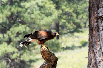 North America, United States, Oregon, Eastern Oregon, Bend. Harris's hawk (Parabuteo unicinctus). Captive.