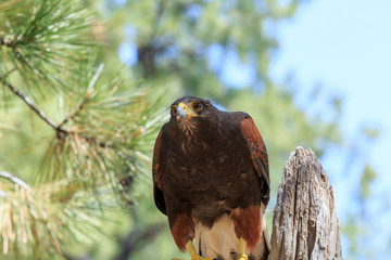 North America, United States, Oregon, Eastern Oregon, Bend. Harris's hawk (Parabuteo unicinctus). Captive.