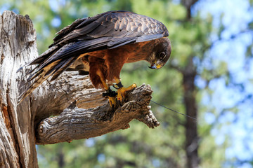 North America, United States, Oregon, Eastern Oregon, Bend. Swainson's hawk (Buteo swainsoni) dark morph. Captive.