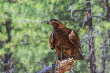 North America, United States, Oregon, Eastern Oregon, Bend. Golden Eagle (Aquila chrysaetos). Captive.