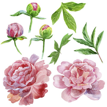 Watercolor peony set.