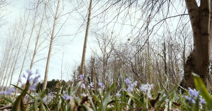 Spring forest with Scilla bifolia multiple flowers