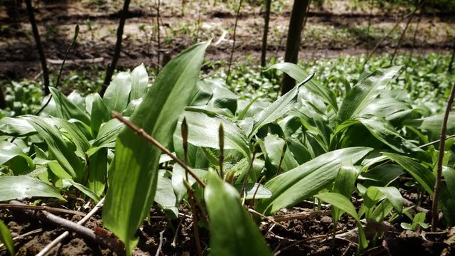 wild-grown, bears garlic leaves in forest - Allium ursinum in forest