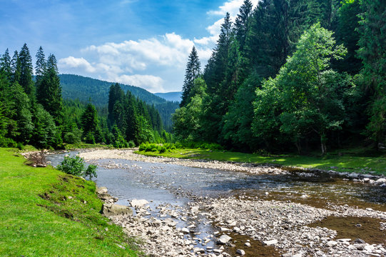 mountain river among the forest in summer. rocky shore and grassy banks. low water capacity. green ancient spruce forest on hillside. cloud formation on blue sky over the mountains in the distance