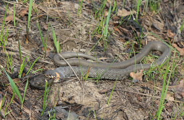 hungry grass-snake caught a frog