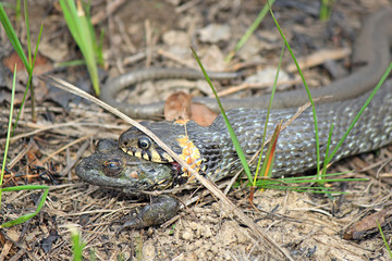 hungry grass-snake caught a frog